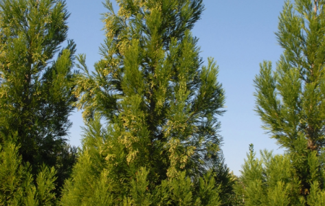 Cryptomeria japonica