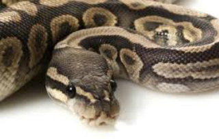 Why Python continues to grow in popularity