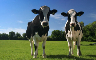 Sustainability will be crucial to the agribusiness sector