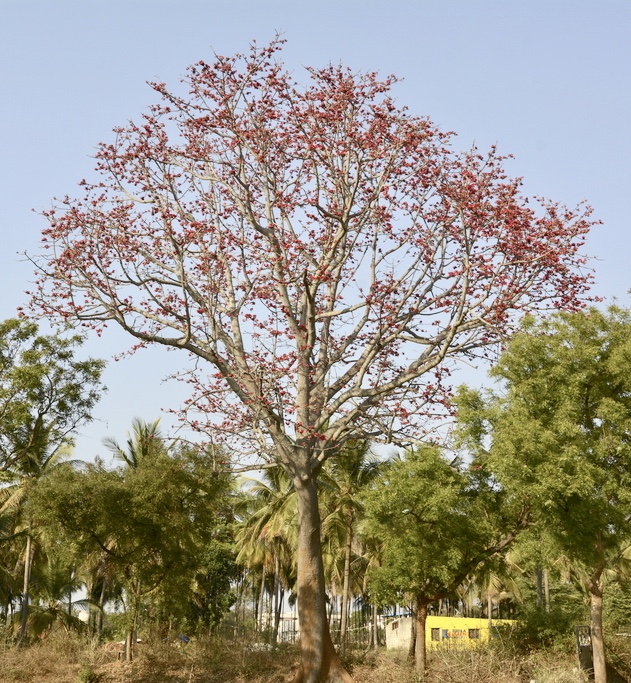 Picture of bombax ceiba