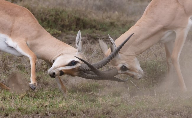 Two rams with locked horns fighting, representing conflict at work.